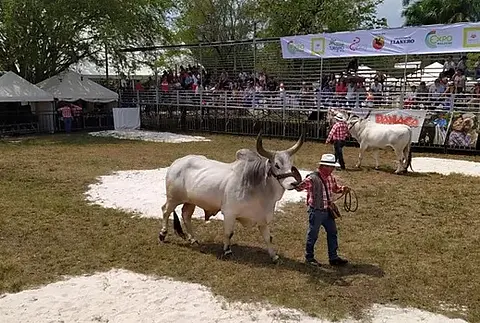 Show Panaca Viajero 2020